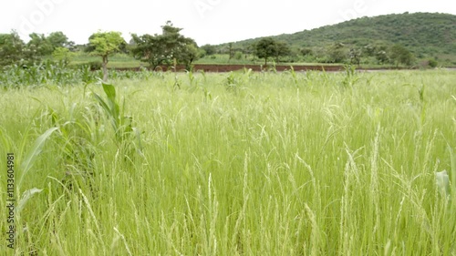 Slow motion shot of a field of teff slowly blowing in the wind in rural Ethiopia photo