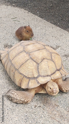 a little capybara and a giant tortoise design for joyful concept