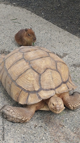 a little capybara and a giant tortoise design for joyful concept