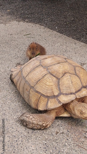 a little capybara and a giant tortoise design for joyful concept
