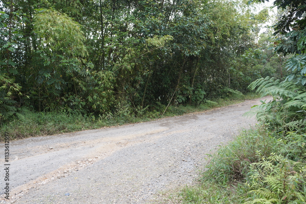 Fototapeta premium path in the woods