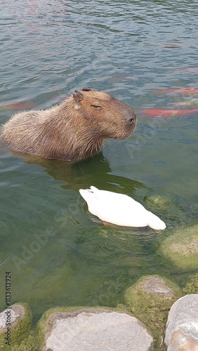 capybara is in the pond design for chill concept