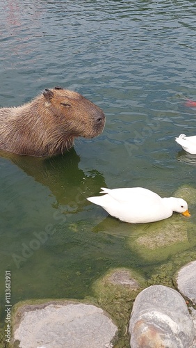capybara is in the pond design for chill concept