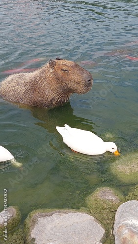 capybara is in the pond design for chill concept