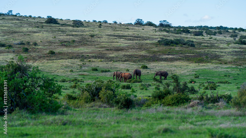 Obraz premium Herd of elephants grazing in the meadow, Addo Elephant National Park, South Africa