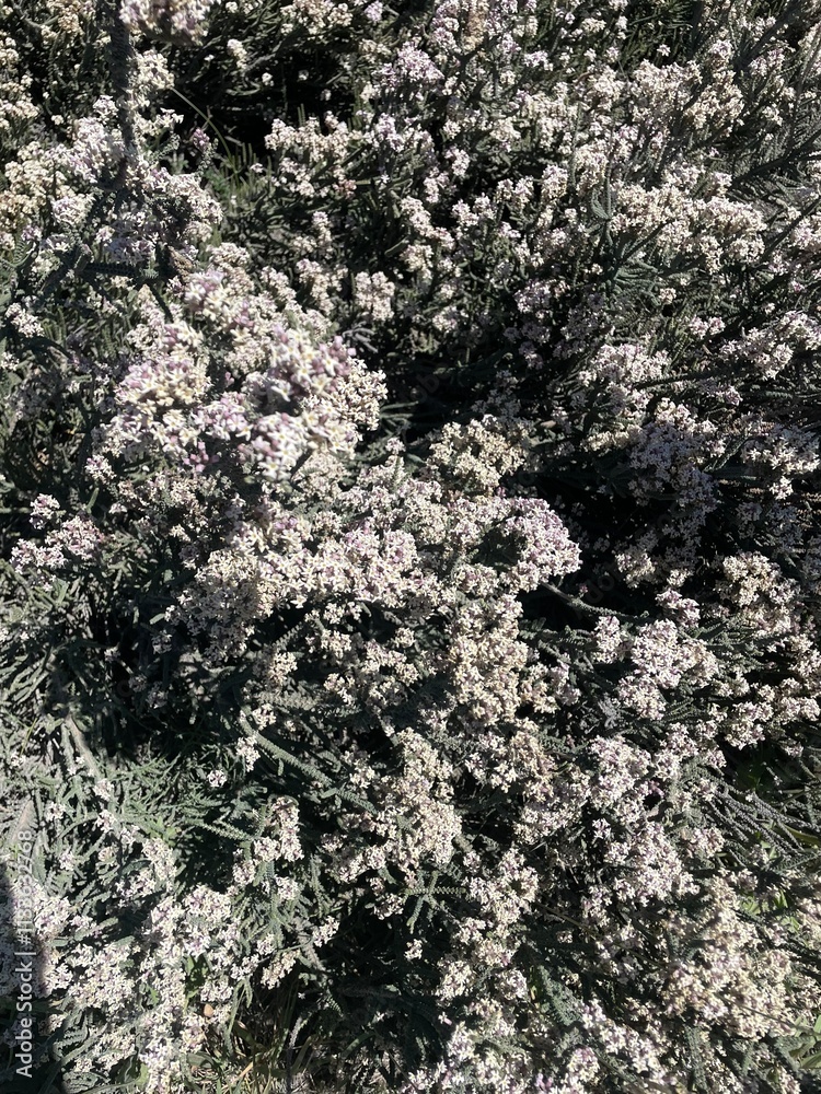 texture texture