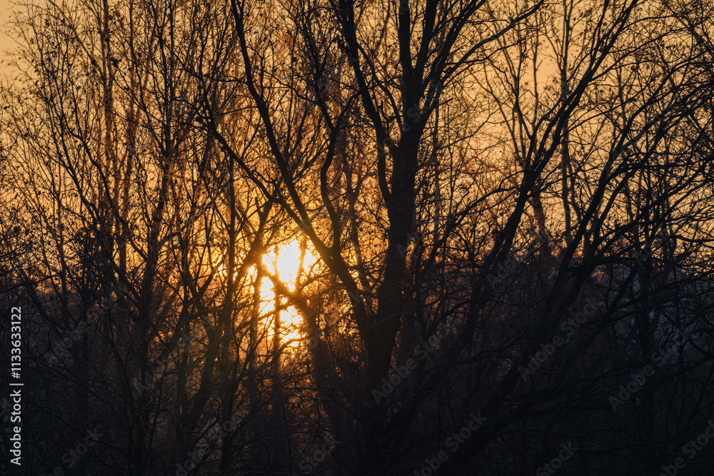 Rising sun behind leafless trees.
Rising sun behind leafless trees.