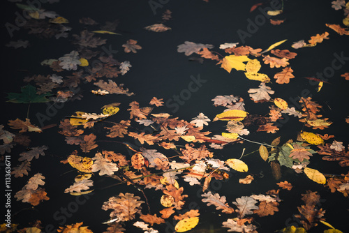 Fallen autumn leaves on the surface of the water. Yellowed autumn leaves on a dark water surface