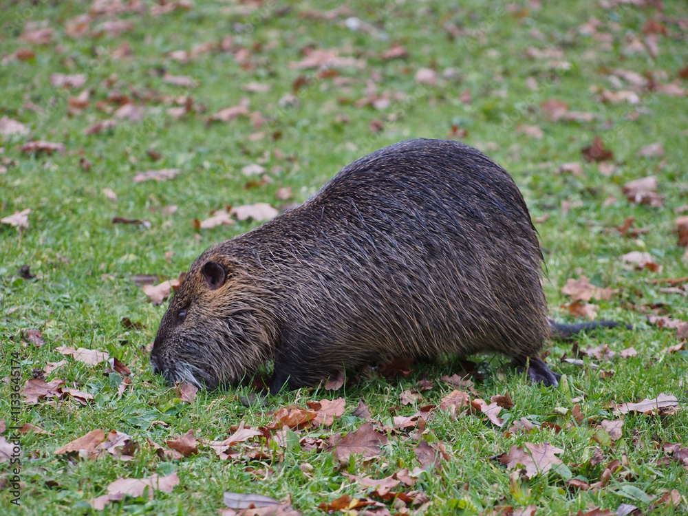 Close-up of a nutria (Myocastor coypus) foraging near the pond of the Rheinaue park in Bonn, Germany Close-up of a nutria (Myocastor coypus) foraging near the pond of the Rheinaue park in Bonn, Germany