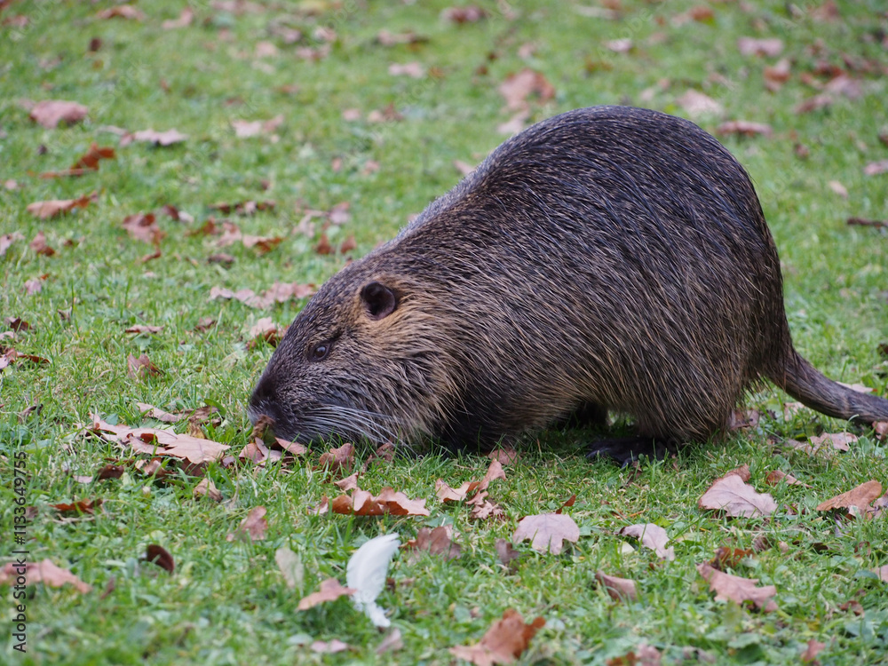 Close-up of a nutria (Myocastor coypus) foraging near the pond of the Rheinaue park in Bonn, Germany Close-up of a nutria (Myocastor coypus) foraging near the pond of the Rheinaue park in Bonn, Germany