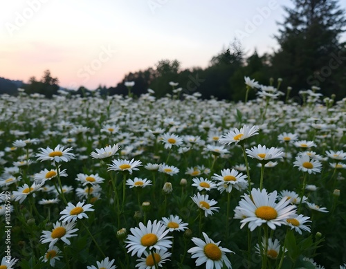 daisies, field, white, flowers, background, pastel, gradient, sky, nature, floral, scenery, serene, beautiful, peaceful, tranquil, minimal, colorful, elegant, vibrant, natural, botanical, countryside, photo