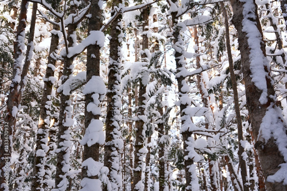 Fototapeta premium 降雪の林