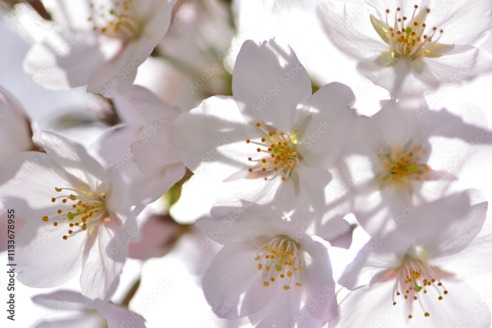 Cherry blossoms shining in the backlight Close-up Spring Wallpaper Background / 逆光に輝く桜 クローズアップ 春 壁紙 背景 Cherry blossoms shining in the backlight Close-up Spring Wallpaper Background / 逆光に輝く桜 クローズアップ 春 壁紙 背景