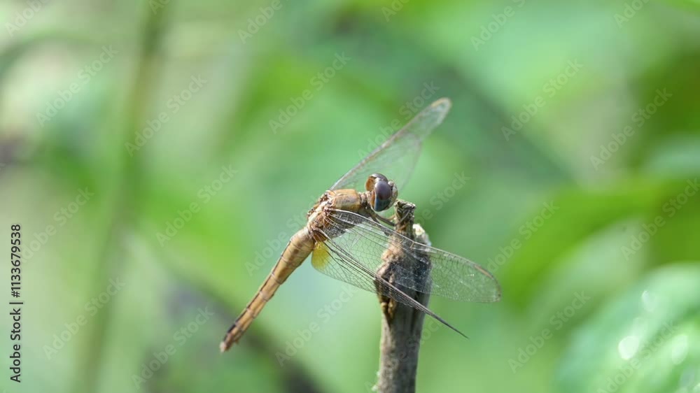 Pantala flavescens dragonfly. Its other names globe skimmer, globe wanderer dragonfly and wandering glider. This is a wide ranging dragonfly of the family Libellulidae. Slow motion video.
Pantala flavescens dragonfly. Its other names globe skimmer, globe wanderer dragonfly and wandering glider. This is a wide ranging dragonfly of the family Libellulidae. Slow motion video.