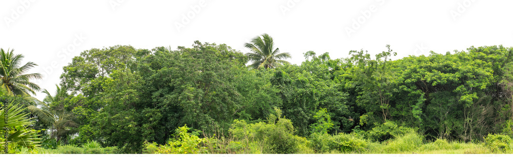 Green trees isolated are forest on transparent background.Forest and foliage in summer with cut path and alpha channel, high resolution. Green trees isolated are forest on transparent background.Forest and foliage in summer with cut path and alpha channel, high resolution.