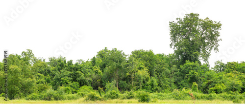 Green trees isolated are forest on transparent background.Forest and foliage in summer with cut path and alpha channel, high resolution.