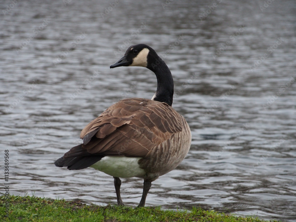Canadian goose (branta canadensis) looking back next the pond in the Rheinaue park in Bonn, Germany Canadian goose (branta canadensis) looking back next the pond in the Rheinaue park in Bonn, Germany