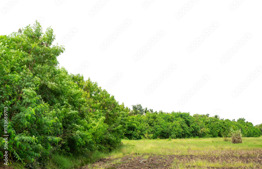 Obraz premium Green trees isolated are forest on transparent background.Forest and foliage in summer with cut path and alpha channel, high resolution.