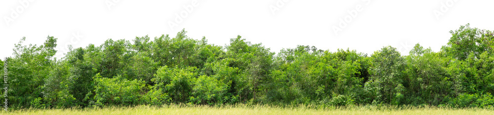 Green trees isolated are forest on transparent background.Forest and foliage in summer with cut path and alpha channel, high resolution. Green trees isolated are forest on transparent background.Forest and foliage in summer with cut path and alpha channel, high resolution.