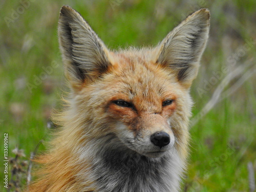 A fox with striking reddish-orange fur is prominently featured against a blurred, grassy background. Its alert ears and curious expression give it a watchful and intelligent demeanor.