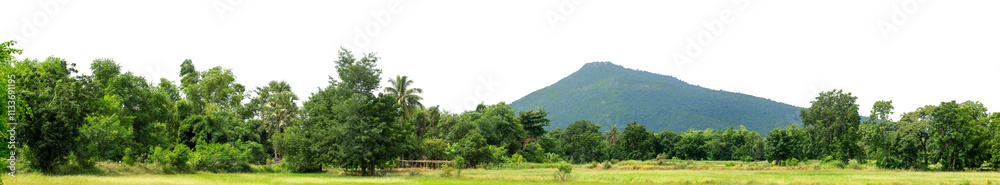 Green trees isolated are forest on transparent background.Forest and foliage in summer with cut path and alpha channel, high resolution. Green trees isolated are forest on transparent background.Forest and foliage in summer with cut path and alpha channel, high resolution.