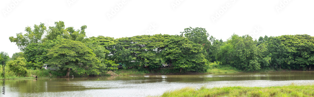 Green trees isolated are forest on transparent background.Forest and foliage in summer with cut path and alpha channel, high resolution.