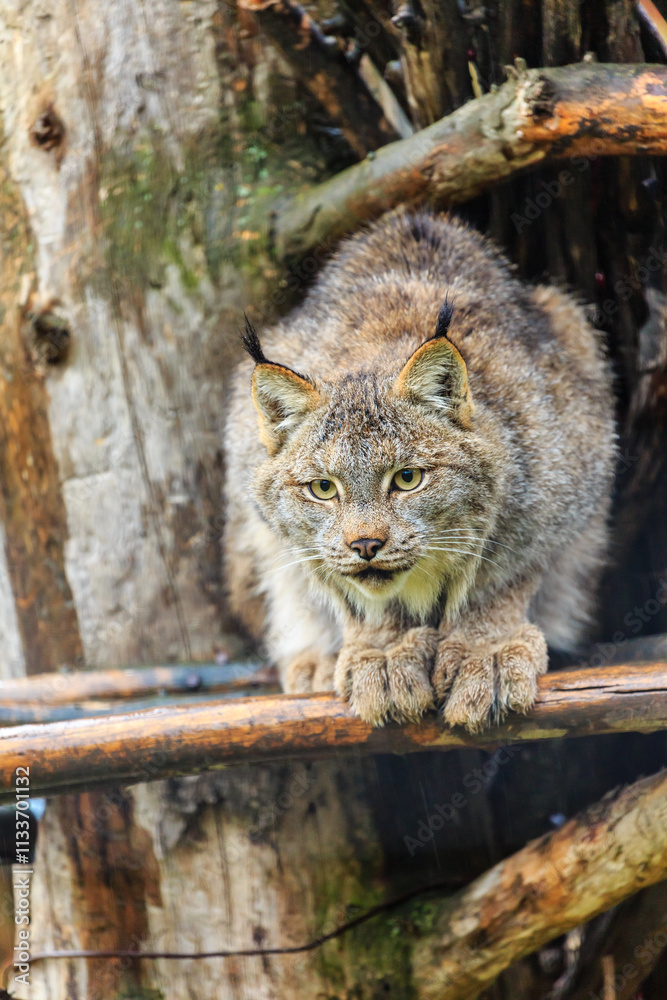 Obraz premium A cat is sitting on a tree branch