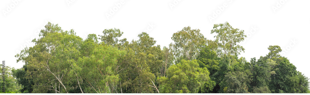 Green trees isolated are forest on transparent background.Forest and foliage in summer with cut path and alpha channel, high resolution. Green trees isolated are forest on transparent background.Forest and foliage in summer with cut path and alpha channel, high resolution.