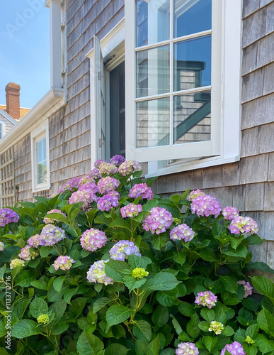 A cluster of vibrant pink and purple hydrangeas blooms against a shingled house with an open window, reflecting another building under a clear blue sky photo