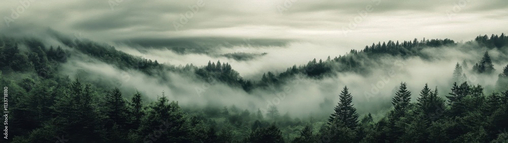 Enchanting landscapes where fog dances among the trunks. Enchanting landscapes where fog dances among the trunks.