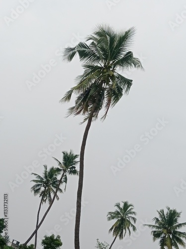 Coconut tree and blue sky white clouds and sky raine season 