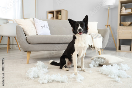 Naughty Border Collie dog with scattered pillow filling on floor at home photo