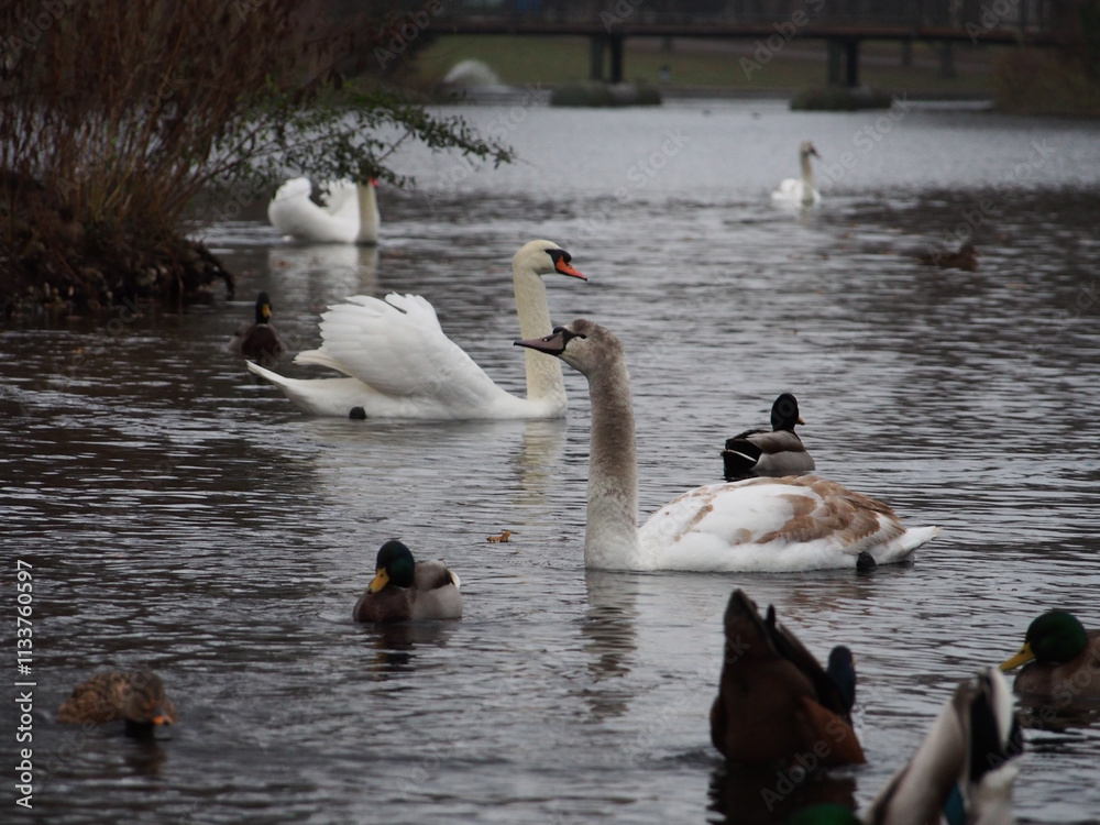 Fototapeta premium Mute swans (Cygnus olor) and mallards (anas platyrhynchos) swimming on the pond in the Rheinaue park in Bonn, Germany