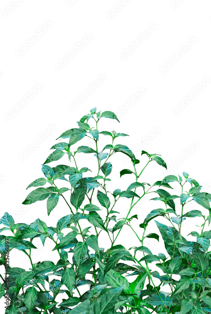 Obraz premium green chili plants on a background, red chili tree, chili tree frame, a green chili tree leaf, red chili pepper, green chili, chili plant, spicy, green chili tree on background
