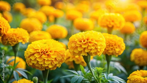 Vibrant yellow Merigold flowers blooming in a garden, Nature, Floral, Botanical, Yellow, Beauty, Bloom, Garden, Petals, Sunlight