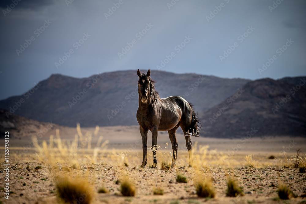 A Namibian wild horse against dark mountains at Garub in the Namib desert. The horses are feral and survive in the grassless plains of the Naukluft Park near Aus. A Namibian wild horse against dark mountains at Garub in the Namib desert. The horses are feral and survive in the grassless plains of the Naukluft Park near Aus.