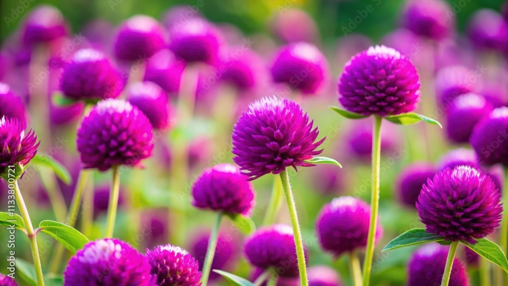 Vibrant purple globe amaranth flowers in full bloom, Globe amaranth, Gomphrena globosa, purple, vibrant, flowers, blooming Vibrant purple globe amaranth flowers in full bloom, Globe amaranth, Gomphrena globosa, purple, vibrant, flowers, blooming