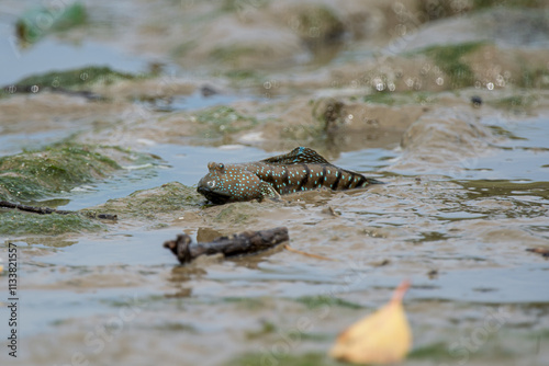 Bluespotted Mud Hopper (Boleophthalmus pectinirostris) on mud, Aceh, Indonesia photo