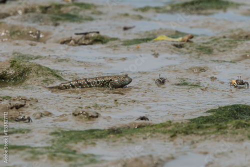 Bluespotted Mud Hopper (Boleophthalmus pectinirostris) on mud, Aceh, Indonesia photo