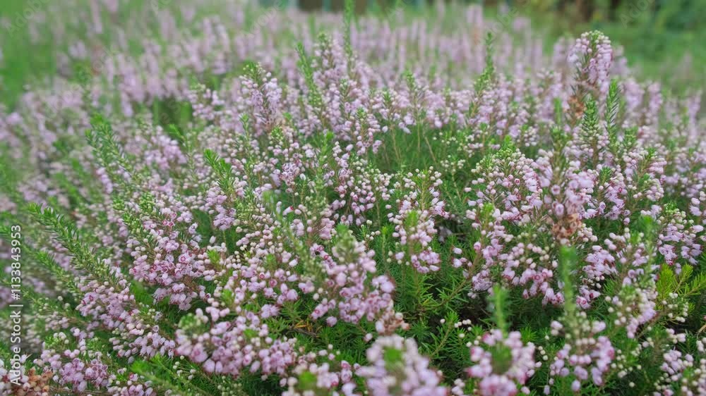 Close-up of a bush of beautiful fragrant purple lavender in a botanical garden. Close-up of a bush of beautiful fragrant purple lavender in a botanical garden.