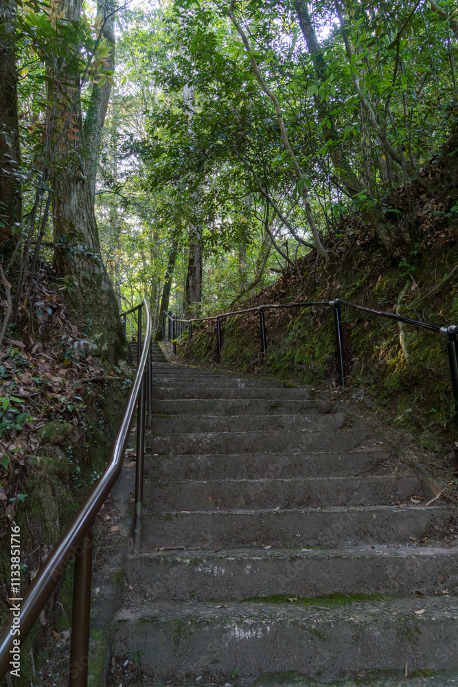 Obraz premium 森林の狭い道を歩く