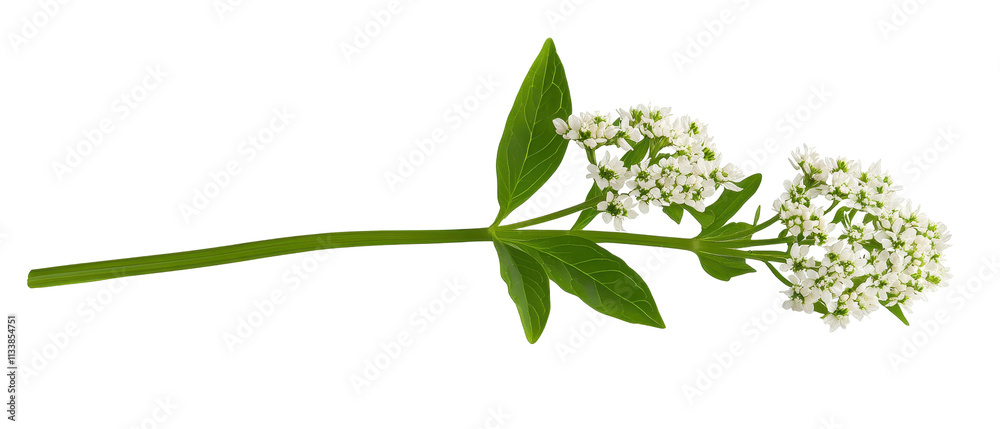 Obraz premium Delicate white flower on a green stem. transparent background