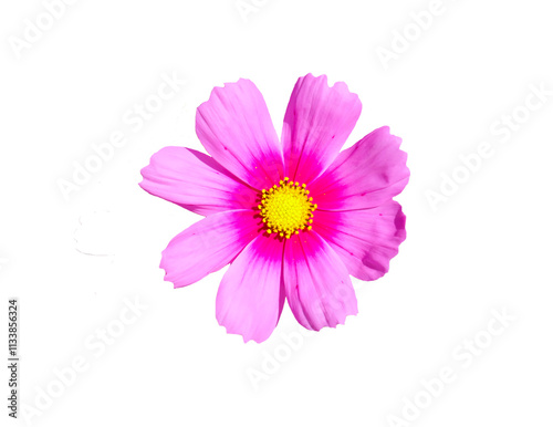 Purple flowers on a white background.