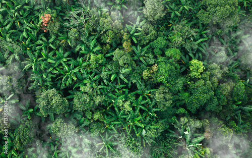 Fototapeta Naklejka Na Ścianę i Meble -  Aerial top view of green trees in forest. Green tree nature background for carbon neutrality and net zero emissions concept. Drone view of green tree captures CO2 to Sustainable green environment.