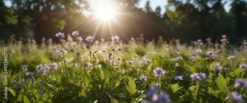 Sunlight filtering through wilde malve plant in meadow, calm, serenity, sunbeam, tranquil, peaceful