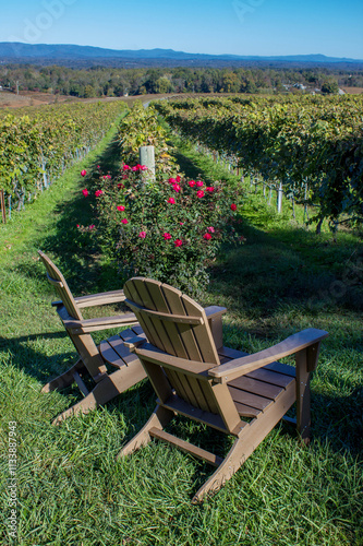 vineyard tourism, countryside vacation, landscape with grapes and roses against blue sky