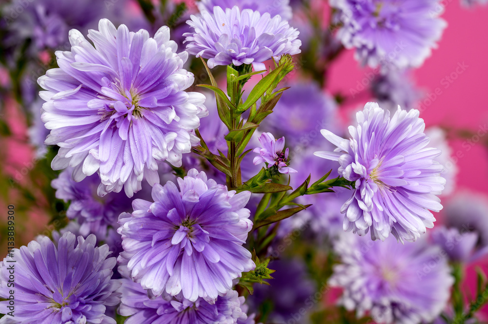 Lavender Asters on a pink background Lavender Asters on a pink background