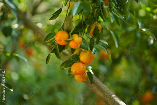 Ripe Orange Fruit on Branches of a Lush Citrus Tree in Sunlight
