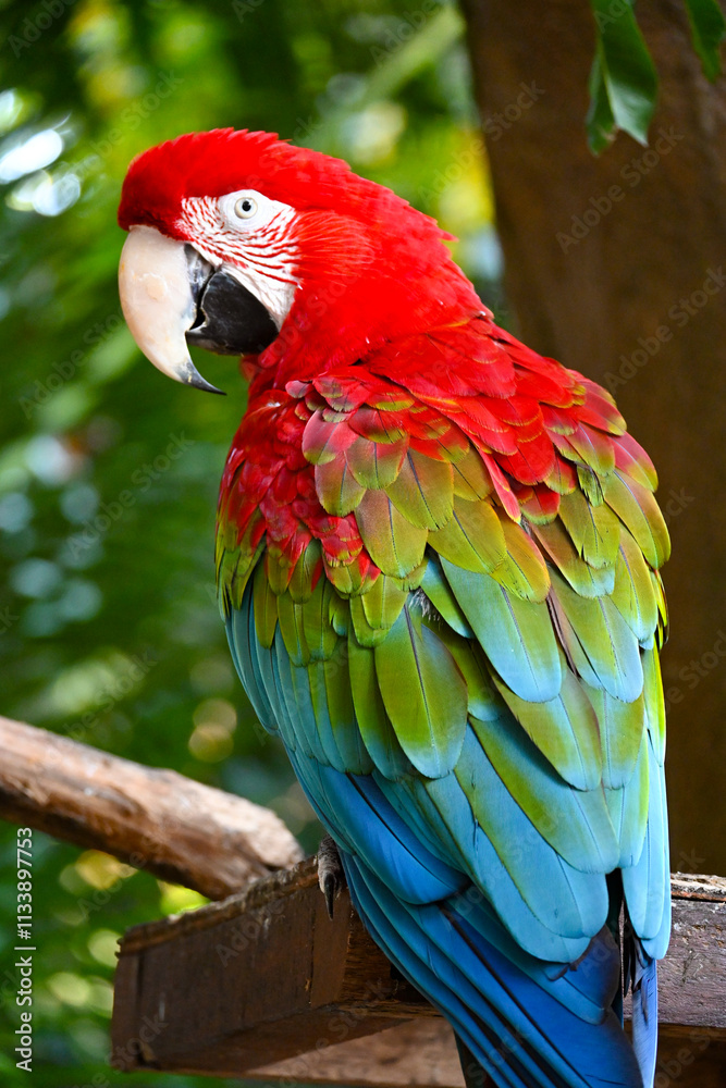 Naklejka premium Papagayo Colombiano: Colores Vibrantes de la Fauna Tropical