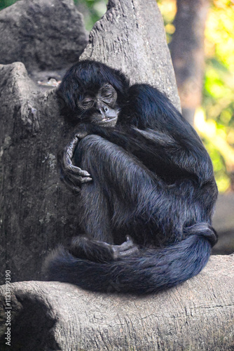 Monos del Mundo: Tití, Mono Rojo y Otras Especies Fascinantes photo